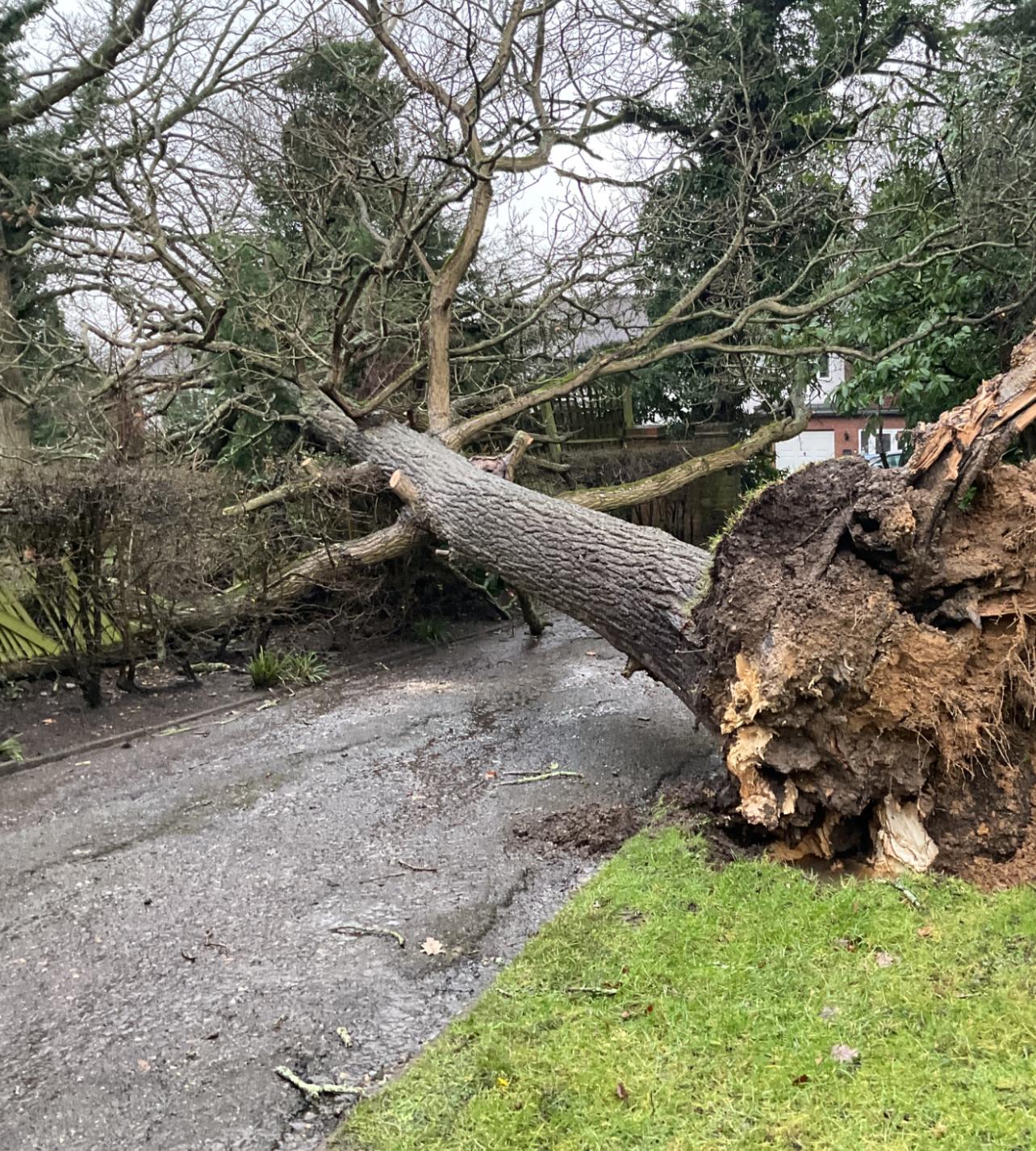Large uprooted tree fallen across a driveway after storm damage, ready for emergency removal