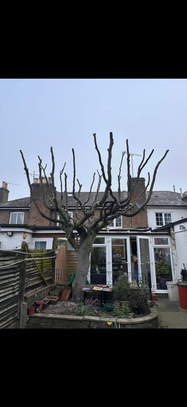 Pollarded tree after professional crown reduction in a West London back garden