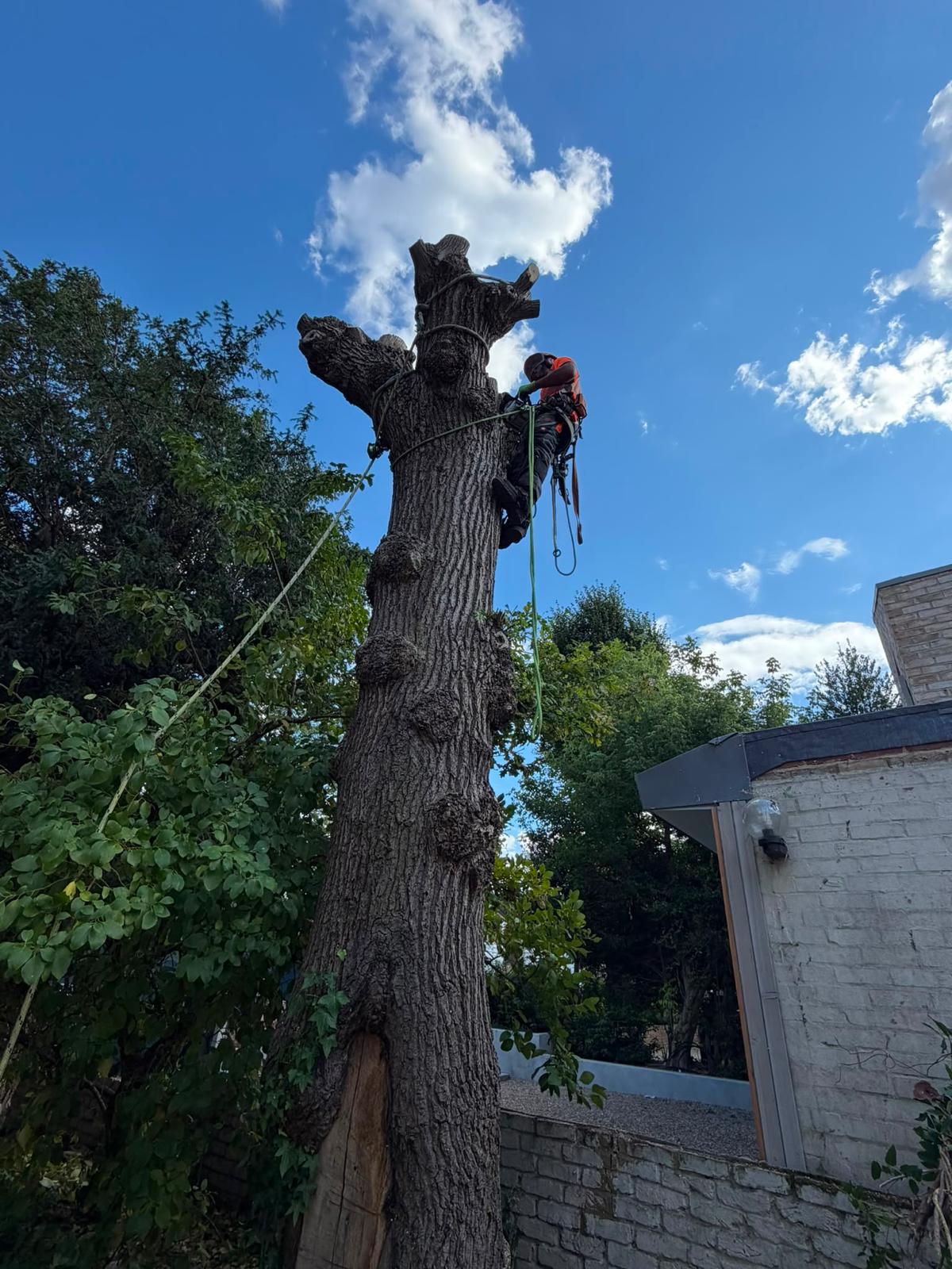 Tree surgeon climbing and dismantling a large tree in West London